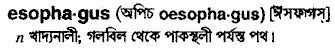 Esophagus meaning in bengali