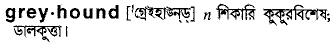 Greyhound meaning in bengali