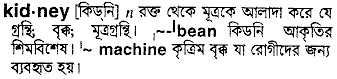 Kidney meaning in bengali