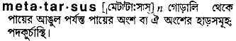 metatarsus 
 meaning in bengali