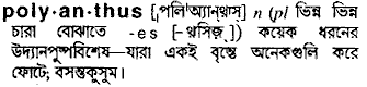 polyanthus 
 meaning in bengali