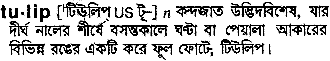 Tulip meaning in bengali